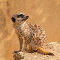 Buy canvas prints of 'African Meerkat: The Watchful Suricate' by Holly Burgess