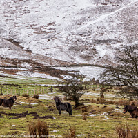 Buy canvas prints of Derbyshire Ponies in the snow  by Holly Burgess
