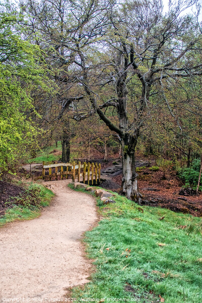 'A Tranquil Stroll Through Longshaw Estate' Picture Board by Holly Burgess