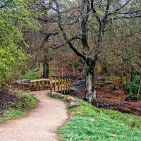 Buy canvas prints of 'A Tranquil Stroll Through Longshaw Estate' by Holly Burgess