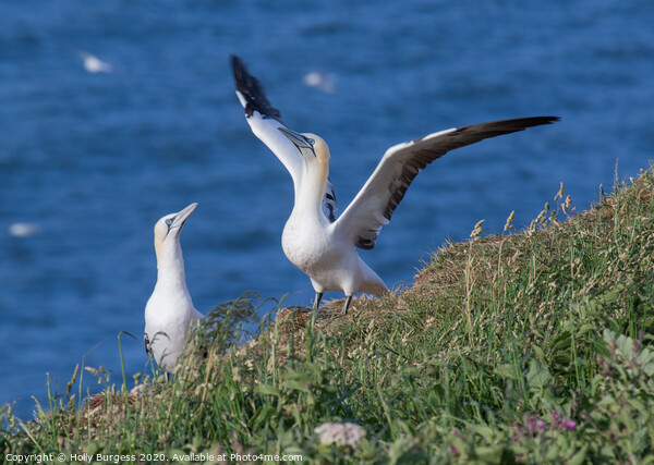 Gannets  Picture Board by Holly Burgess
