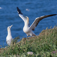 Buy canvas prints of Gannets  by Holly Burgess
