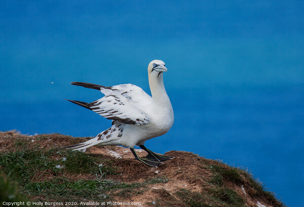 "Northern Gannet: A Portrait of Grace" Picture Board by Holly Burgess