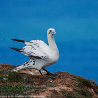 Buy canvas prints of "Northern Gannet: A Portrait of Grace" by Holly Burgess