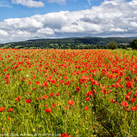 Buy canvas prints of Field of Poppies by Holly Burgess