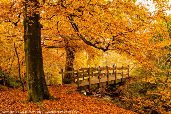 Autumn's Allure at Longshaw Estate Picture Board by Holly Burgess