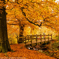 Buy canvas prints of Autumn's Allure at Longshaw Estate by Holly Burgess