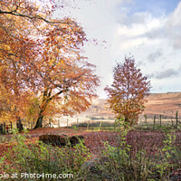 Buy canvas prints of LONGSHAW WOODS,  by Holly Burgess