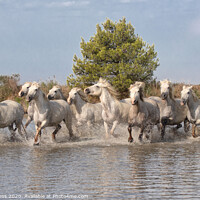 Buy canvas prints of White Horse's of Camargue   by Holly Burgess