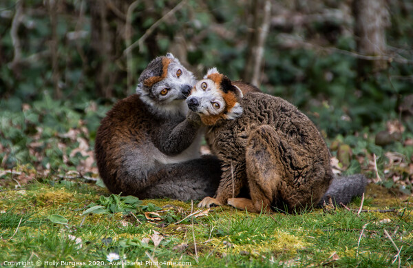 Enchanting Gaze of Madagascar's Mongoose Lemur Picture Board by Holly Burgess