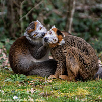 Buy canvas prints of Enchanting Gaze of Madagascar's Mongoose Lemur by Holly Burgess