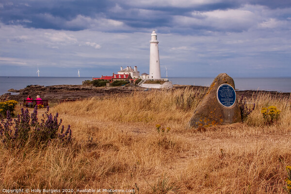 St Marys Lighthouse, on a tiny island of St Marys,  Picture Board by Holly Burgess