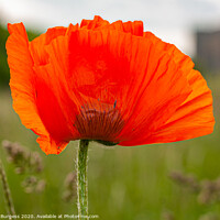 Buy canvas prints of Poppy Remembrance by Holly Burgess