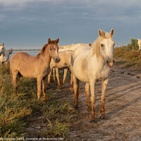 Buy canvas prints of Camargue White Horse and Foals  by Holly Burgess