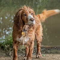 Buy canvas prints of Captivating English Cocker Spaniel Portrait by Holly Burgess