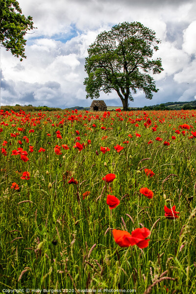Vibrant Poppies: Derbyshire's Hidden Gem Picture Board by Holly Burgess