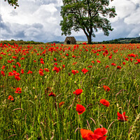 Buy canvas prints of Vibrant Poppies: Derbyshire's Hidden Gem by Holly Burgess