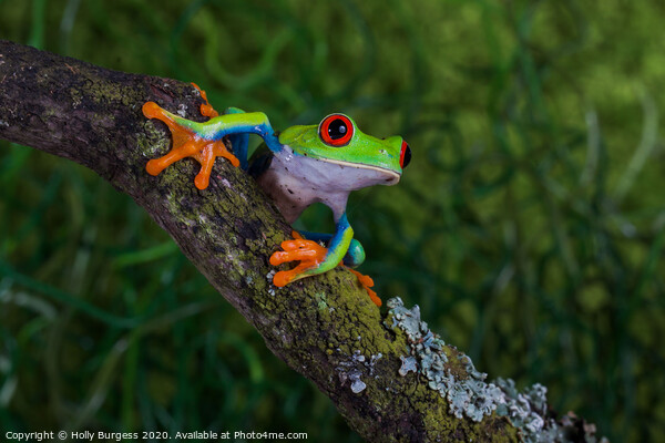 Red Eyed Frog Agalychnis callidryas, Picture Board by Holly Burgess