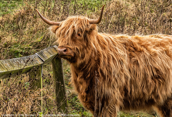 Highland Cattle: Rustic Beauty of Scotland Picture Board by Holly Burgess