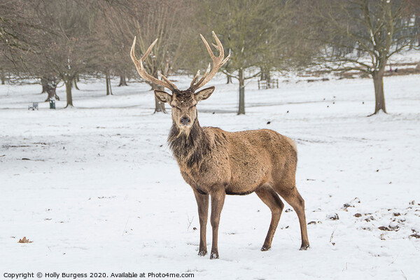 Wintertime Drama: Red Stag Encounter Picture Board by Holly Burgess