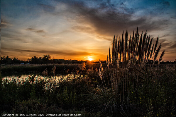 Dawn's Embrace in Camargue Marsh Picture Board by Holly Burgess