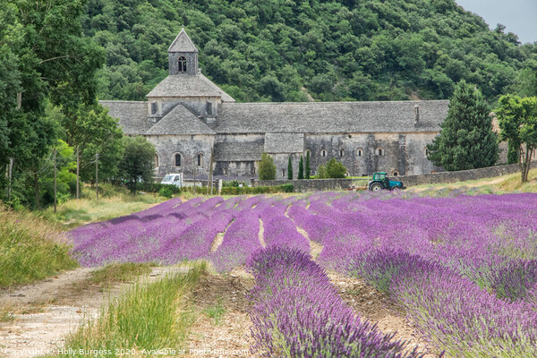 Provence lavender fields in France  Picture Board by Holly Burgess