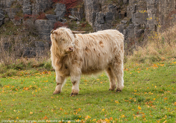 Highland cattle White in Derbyshire  Picture Board by Holly Burgess