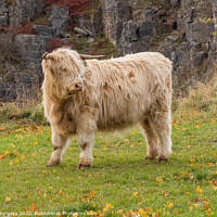 Buy canvas prints of Highland cattle White in Derbyshire  by Holly Burgess