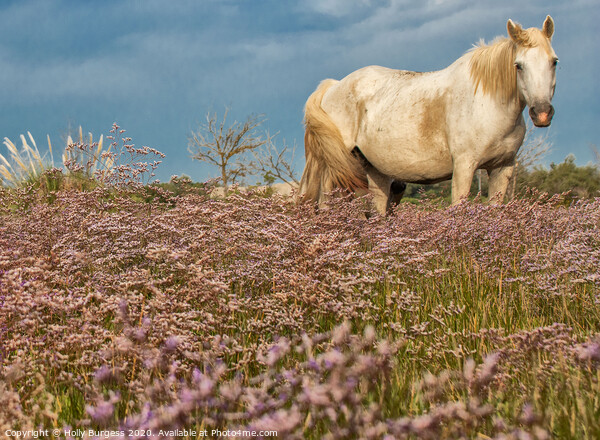 Camargue White  horse in the Heather  Picture Board by Holly Burgess