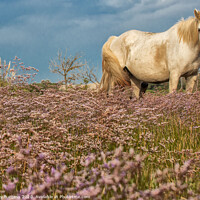 Buy canvas prints of Camargue White  horse in the Heather  by Holly Burgess