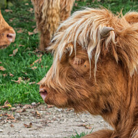 Buy canvas prints of Highland Cow Derbyshire  by Holly Burgess