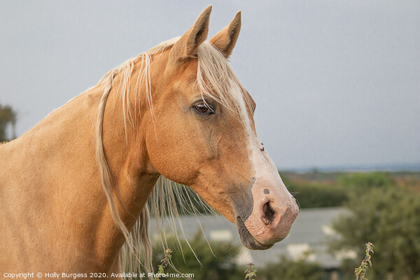 Palomino Horse  Picture Board by Holly Burgess