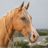 Buy canvas prints of Palomino Horse  by Holly Burgess