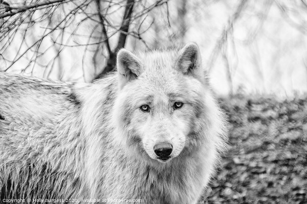 White Wolf converted to Black and white  Picture Board by Holly Burgess