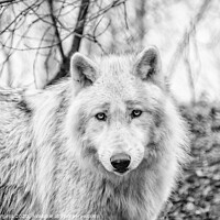 Buy canvas prints of White Wolf converted to Black and white  by Holly Burgess