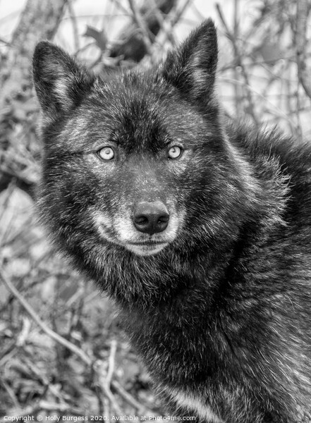 Black Wolf  Picture Board by Holly Burgess