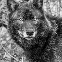 Buy canvas prints of Black Wolf  by Holly Burgess