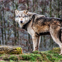 Buy canvas prints of Brown timber, Wolf, (Canis Lupus) by Holly Burgess