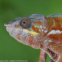 Buy canvas prints of Chameleon by Holly Burgess