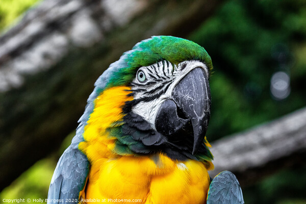 'Emerald-Topped Parrot: The Blue and Gold Macaw' Picture Board by Holly Burgess