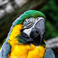 Buy canvas prints of 'Emerald-Topped Parrot: The Blue and Gold Macaw' by Holly Burgess