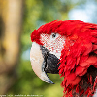 Buy canvas prints of Scarlet macaw Parrot by Holly Burgess