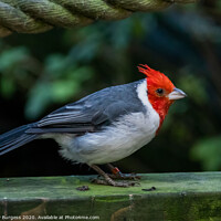 Buy canvas prints of Red Crested Cardinal  by Holly Burgess