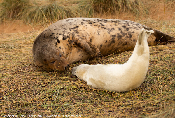 Intimate Bond: Grey Seals at Lincolnshire Picture Board by Holly Burgess