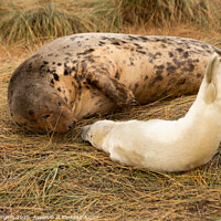 Buy canvas prints of Intimate Bond: Grey Seals at Lincolnshire by Holly Burgess