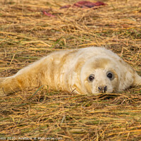 Buy canvas prints of Newborn Seal's First Days, Donna Nook by Holly Burgess