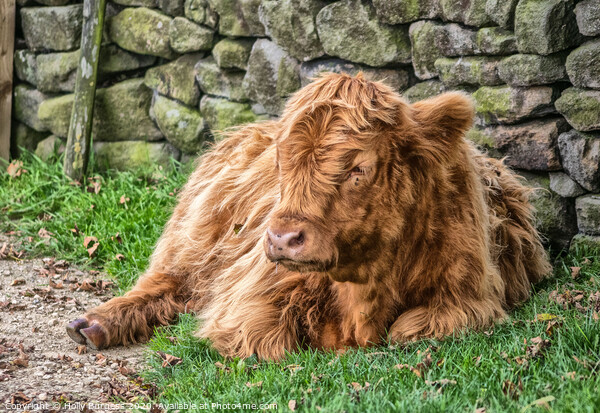'Highland Cow's Tranquil Repose on Baslow Edge' Picture Board by Holly Burgess