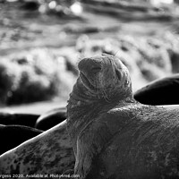Buy canvas prints of 'Expressive Seal Basking on Horsey Beach' by Holly Burgess