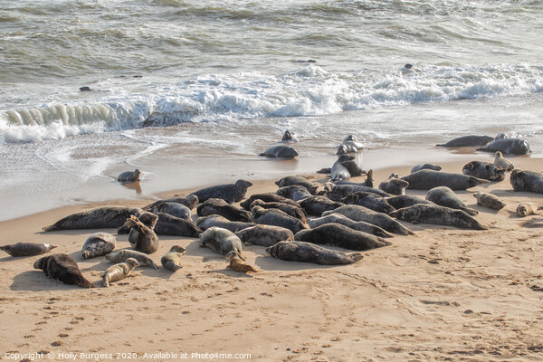 Norfolk's Charming Seals at Horsey Beach Picture Board by Holly Burgess