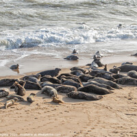 Buy canvas prints of Norfolk's Charming Seals at Horsey Beach by Holly Burgess
